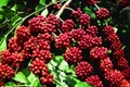 Giá cà phê tiếp tục tăng mạnh, leo mốc 117.500 đồng/kg trong ngày 17-8