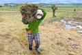 Lúa tươi đồng loạt tăng 200-400 đồng/kg trong ngày 30-9. Ảnh: M.T