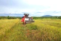 Sức sống mới ở vựa lúa vùng đệm Ia Lâu