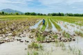 Chuyển giao kỹ thuật nuôi vịt biển thương phẩm tại xã Tuy Phước Tây