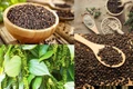 Ngày 10-9, giá thu mua được ghi nhận cao nhất là tại 2 tỉnh Đắk Lắk và Lâm Đồng với 153.000 đồng/kg. Ảnh: Internet