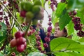 Ngày 1-8, giá cà phê tiến sát mốc 100.000 đồng/kg