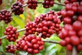 Hôm nay (13-9), cà phê trong nước tiếp tục tăng 1.400 đồng/kg. Ảnh: Internet