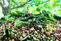 Giá cà phê trong nước chính thức đạt mốc 100.000 đồng/kg