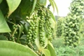Giá hồ tiêu trong nước ổn định, riêng tại Đắk Lắk tăng 500 đồng/kg
