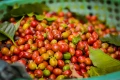 Tại Gia Lai, cà phê hiện có giá 120.200 đồng/kg, tăng 2.200 đồng/kg trong ngày 14-9. Ảnh: Internet