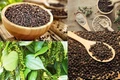 Giá hồ tiêu tại Gia Lai tăng 2.000 đồng, hiện ở mức 139.000 đồng/kg