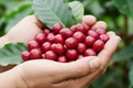 Ngày 5-9: Giá cà phê đảo chiều tăng nhẹ, hồ tiêu giảm 1.000-2.000 đồng/kg