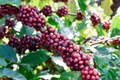 Hôm nay (30-7), giá cà phê trong nước tăng 800 đồng/kg