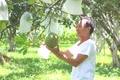 Sản xuất nông nghiệp gắn với thị trường: Hiệu quả "kép"