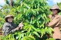 Giá cà phê và hồ tiêu “bất động” trong ngày 25-8