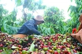 Ngày 20-7, giá cà phê trong nước bật tăng mạnh trở lại, hồ tiêu ở mức ổn định