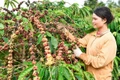 Giá cà phê tiếp đà tăng, hồ tiêu ổn định trong ngày 25-7