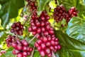 Ngày 21-9, giá cà phê trong nước “lao dốc” mạnh 5.000 đồng/kg. Ảnh: V.T