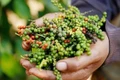 Hồ tiêu Gia Lai giảm 500 đồng/kg trong ngày 26-7, các địa phương khác ổn định giá