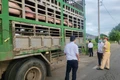 Lấy mẫu máu xét nghiệm kiểm tra khả năng mắc dịch tả heo Châu Phi 
