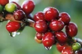 Giá cà phê trong nước bật tăng với mức trung bình 2.700 đồng/kg trong ngày 17-9. Ảnh: Internet