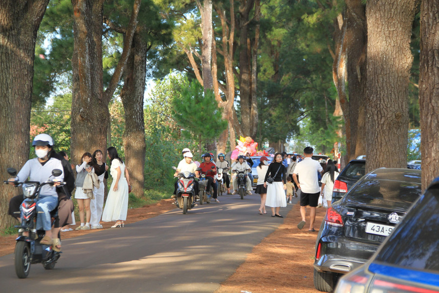 Hàng thông trăm tuổi (xã Biển Hồ) thu hút đông đảo du khách đến tham quan trong ngày đầu năm mới. Ảnh: Hoàng Hoài