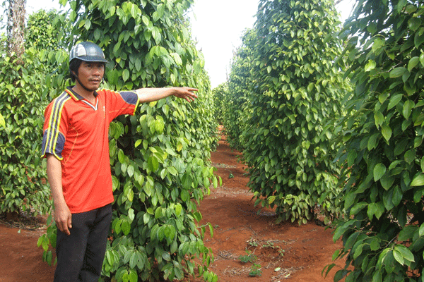 Ông Nguyễn Đức Thắng trên lô đất đang tranh chấp.