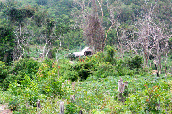 Rẫy của người dân nằm phía sau hồ thủy lợi Ia Mláh. Ảnh: Anh Sơn