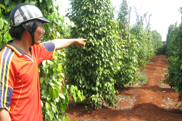 Ông Thắng bên tài sản là lô đất tự mua. Ảnh: L.H Ông Thắng bên tài sản là lô đất tự mua. Ảnh: L.H
