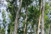 gia-lai-hop-nhat-ban-quan-ly-rung-phong-ho