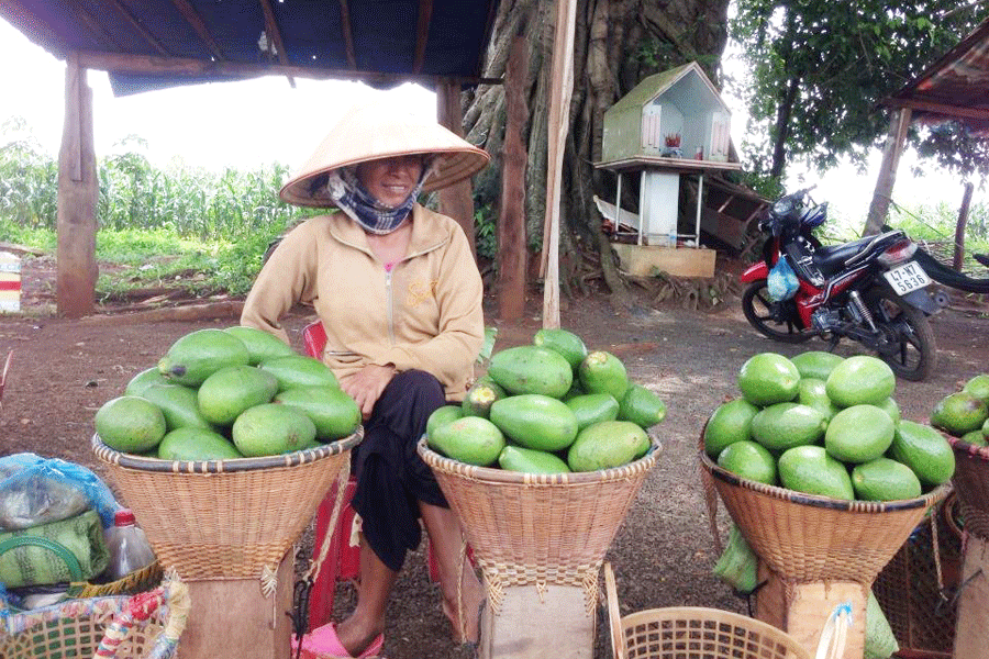 Bơ mất mùa nhưng lãi lớn