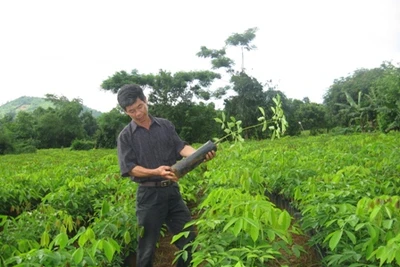 Giá cây cao su giống tăng cao nhất từ trước tới nay, "cháy" hàng