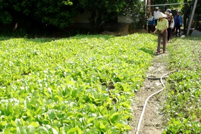 Phú Thiện: Ra mắt "Tổ liên kết sản xuất rau sạch"