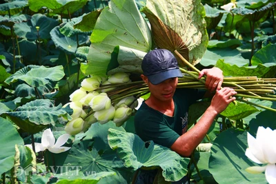 Bộ sưu tập sen "khủng- lạ- hiếm" của tay chơi khét tiếng vịnh Bắc Bộ