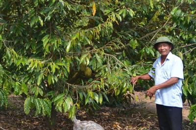 Vùng đất một thời bom đạn tơi bời, nay trồng sầu riêng ra lắm quả, trồng bơ tứ quý trái trĩu cành