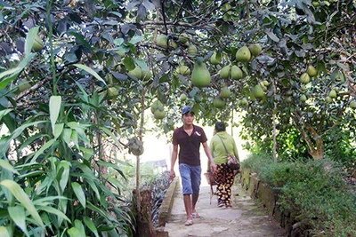 Quảng Nam: Khổ, thanh trà Tiên Phước chín lắm rồi mà vẫn ế, tồn đọng hàng chục tấn vì "con Covid"