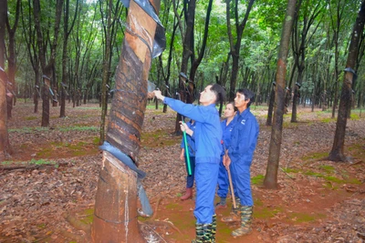 Từ thợ cạo mủ đến chiến sĩ thi đua toàn quân