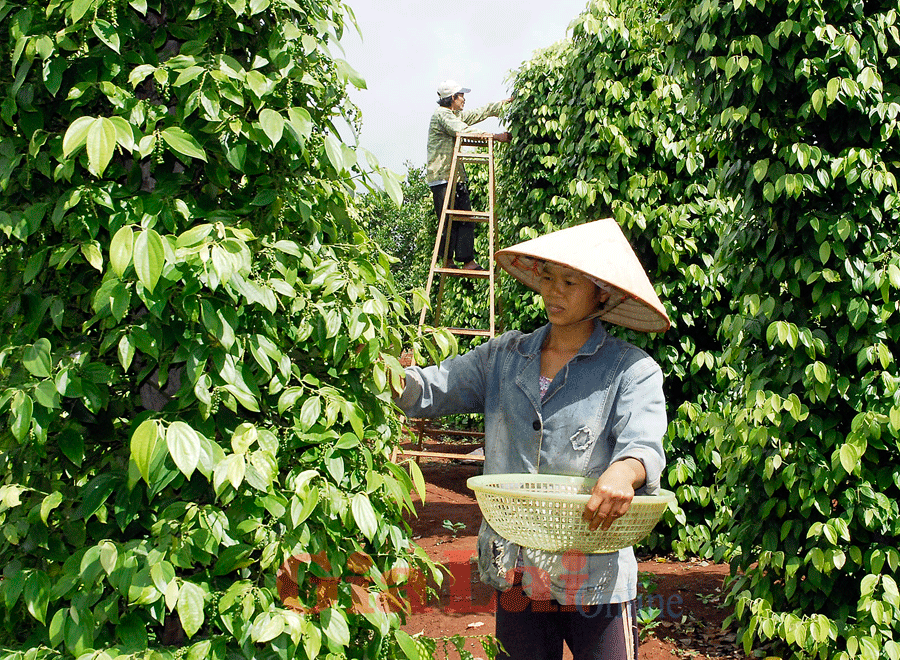 Ấn Độ cảnh báo hồ tiêu Việt Nam không đạt chất lượng