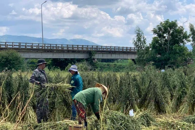 Nông dân thu nhập khá từ cây mè