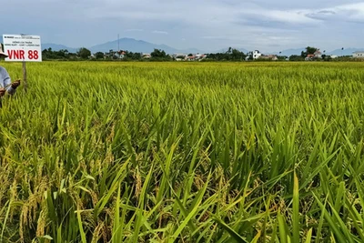 Quảng Nam: 3 giống lúa của Vinaseed đẻ khỏe, tốt bời bời, nông dân "mê tít"