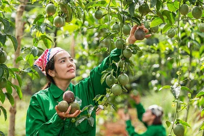 Đức Cơ:Tái cơ cấu ngành nông nghiệp gắn với phát triển thương mại, dịch vụ