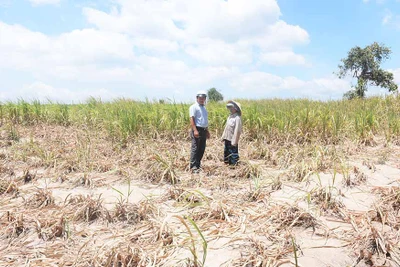 Gia Lai: Chủ động phòng-chống hạn mùa khô năm 2019-2020