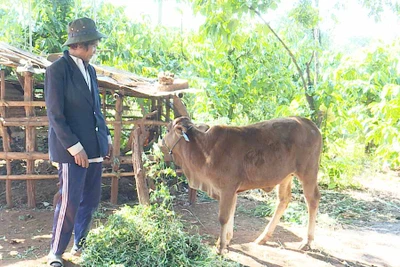 Bò cấp cho dân nghèo xã Kông Htok vẫn khỏe mạnh bình thường