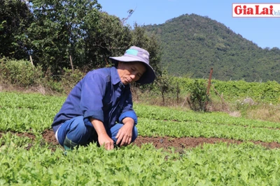 An Khê sản xuất rau an toàn theo tiêu chuẩn VietGAP