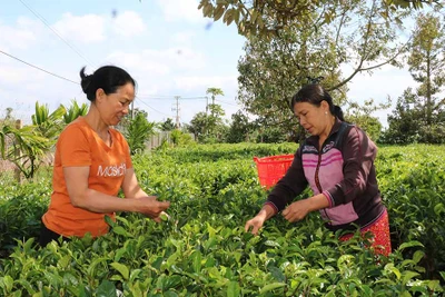 Triển vọng cây chè trên đất Chư Pơng