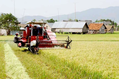 Xây dựng thương hiệu "Gạo Phú Thiện": Giải pháp nâng cao thu nhập cho nông dân