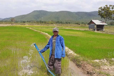 Mùa vàng trên cánh đồng Kja