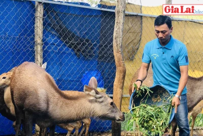 Hướng làm giàu mới từ nuôi hươu, nai lấy nhung