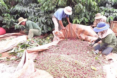 Chuyện nhà nông: Liên kết sản xuất cà phê theo tiêu chuẩn 4C