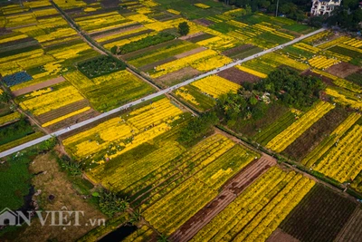 Ngắm cánh đồng cúc "tiến vua" vàng rực dịp giáp Tết