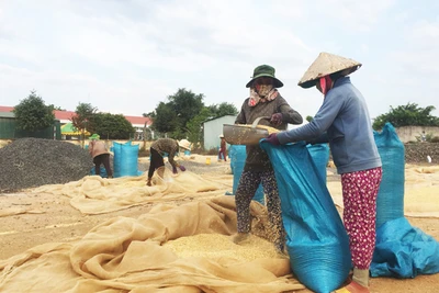 Cánh đồng huyền thoại bên dòng sông mẹ ở Tây Nguyên