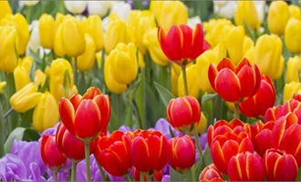 Rực rỡ thảm hoa tulip lớn nhất thế giới thu hút du khách