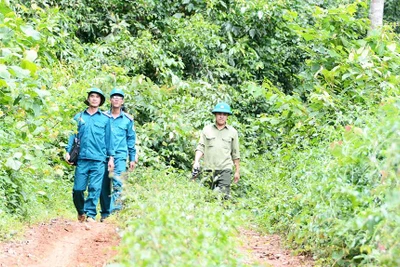 Gia Lai: Đề xuất sáp nhập 7 công ty lâm nghiệp