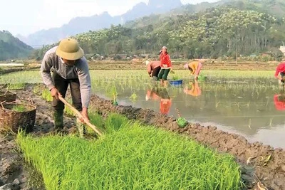 Tản văn: Mùa gieo hạt